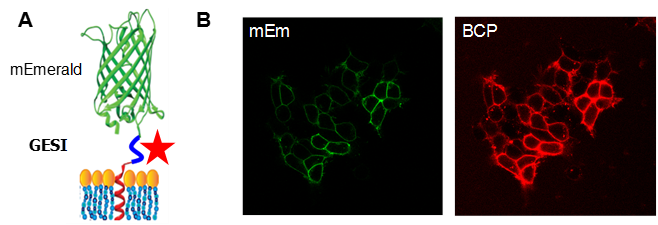 Expression and characterization of BCP-activating GESI peptide in living cells