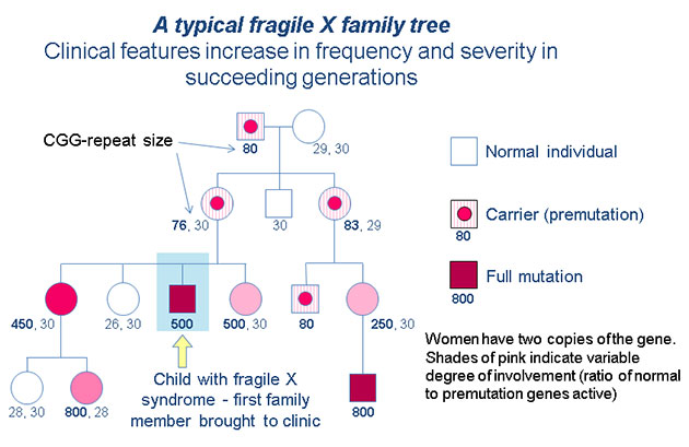 Fragile X Syndrome Inheritance