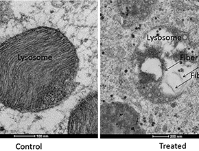 Transformable peptide nanoparticles aggregate in the lysosome and cause disruption